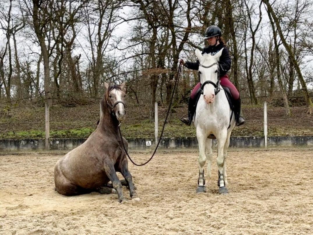 Repos Rouge-Plaisir Au Milieu Des Chevaux Appartamento Kembs Esterno foto