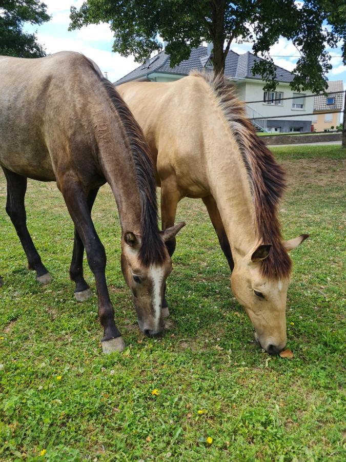 Repos Rouge-Plaisir Au Milieu Des Chevaux Appartamento Kembs Esterno foto